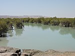 Mangrov o'rmonlari Qeshm01.jpg