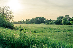 MannheimNaturschutzgebietUntererNeckarWoerthelWiese.jpg