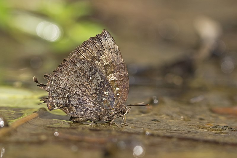 File:Many tailed oakblue from siruvani IMG 3853.jpg