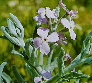 <i>Matthiola crassifolia</i> species of plant in the family Brassicaceae