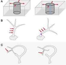 Mechanoreceptors changing shape in response to mechanical stimuli (red arrows) Mechanoreceptors in Plant Cells.webp