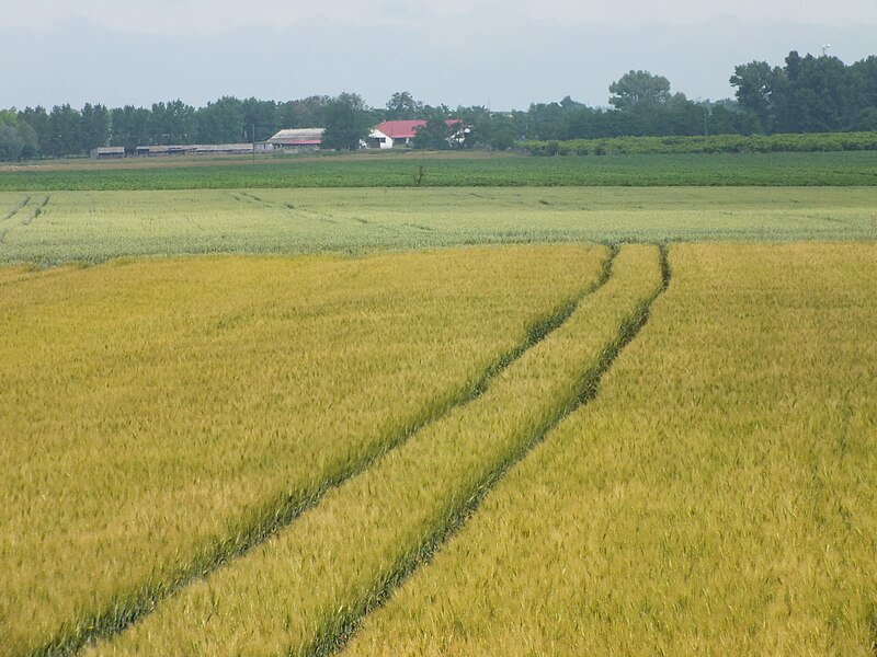 File:Medárd napján - panoramio.jpg