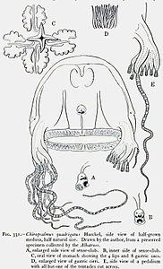 Medusae of world-vol03 fig331.jpg