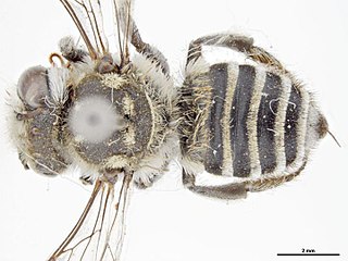 <i>Megachile lineatipes</i> Species of leafcutter bee (Megachile)