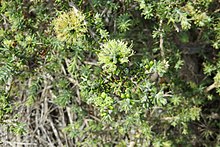 Melaleuca pomphostoma.jpg