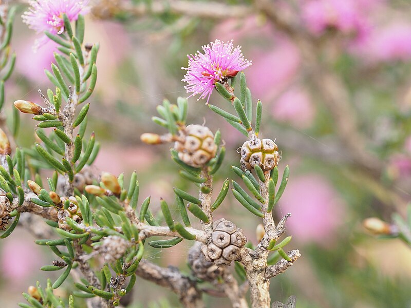 File:Melaleuca societatis (leaves, flowers, fruits).JPG