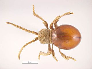 <i>Mezium affine</i> species of beetle