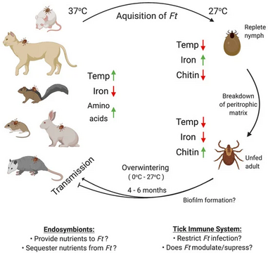 (Possible) factors affecting F. tularensis infection, persistence, and transmission in ticks[20]