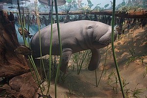 Manatee