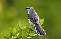 State bird - mockingbird Mimus polyglottos1.jpg