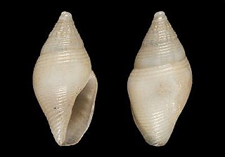 <i>Mitromorpha bogii</i> Species of gastropod