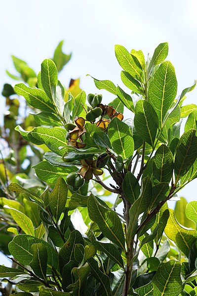 File:Molinaea alternifolia fruits.jpg