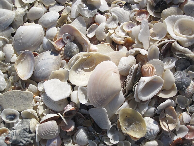 File:Mollusc shells on marine beach (Cayo Costa Island, Florida, USA) 22.jpg