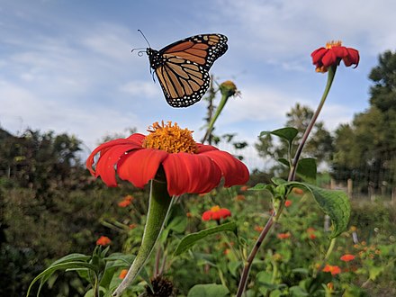 Monarch Butterfly Classification Chart