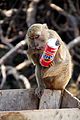 Monkey likes Fanta (8184720308).jpg