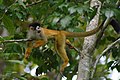 Mono ardilla centroamericano o mono tití chiricano - Squirrel Monkey from Panama.jpg