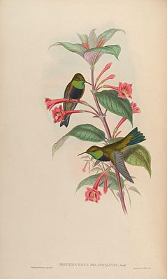 Black-breasted Andean Hummingbird illustrated by John Gould and Henry Constantine Richter