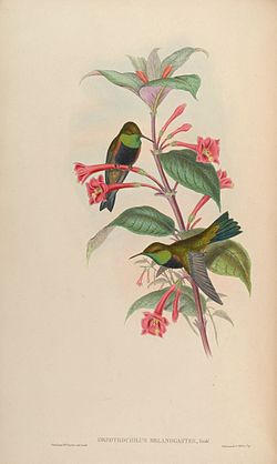 Illustration av John Gould