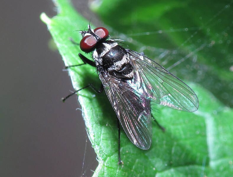 File:Mosca en Bastavales, Brión, Galiza 090818 2.jpg