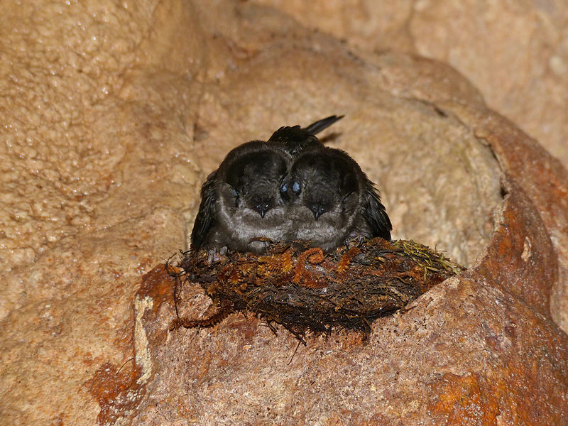 File:Mossy-nest Swiftlets (Aerodramus salangana natunae) on nest (15593076875).jpg