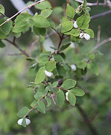 Horská ostružina Symphoricarpus rotundifolius berries.jpg