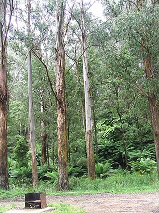 <span class="mw-page-title-main">Mount Worth State Park</span> Protected area in Victoria, Australia