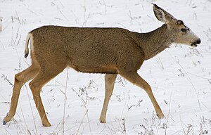 List Of Animals Of Yellowstone