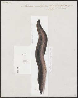 <i>Echidna amblyodon</i> Species of fish