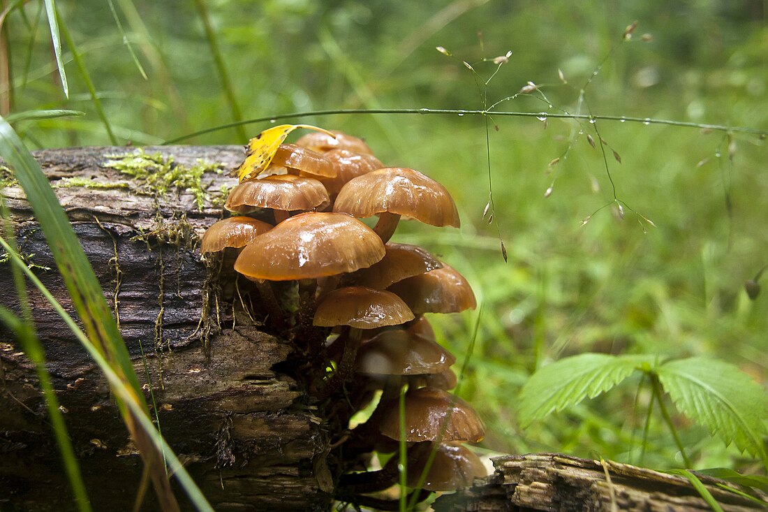 Basidiomycota