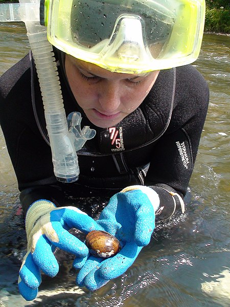 File:Mussel in hand (5514832153).jpg