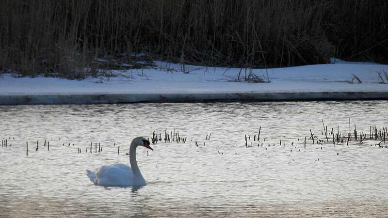 File:Mute Swan (Cygnus olor).JPG