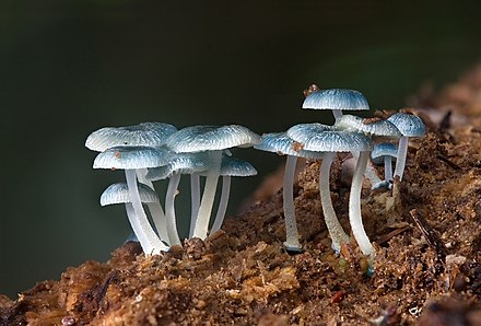 Грибы не живущие в. Голубая Мицена. Мицена гриб. Опята редуценты. Mycena interrupta.