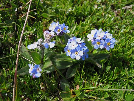 Tập_tin:Myosotis_alpestris.jpg