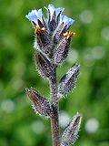 Miniatura para Myosotis stricta