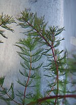 Miniatura para Myriophyllum quitense