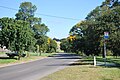 English Elm in early autumn, Myrniong, Victoria