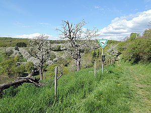 NSG Sommerberg near Frauenstein.JPG