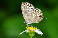 Nacaduba kurava therasia ventral view 20150607.jpg