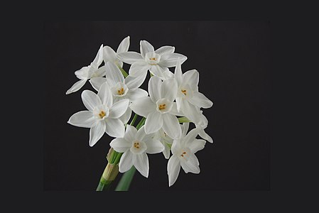 "Narcissus-02.jpg" by User:Niedzielny leń