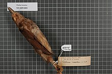 Naturalis Biodiversity Center - RMNH.AVES.130600 1 - Pitohui incertus van Oort, 1909 - Pachycephalidae - bird skin specimen.jpeg