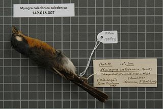 Melanesian flycatcher species of bird