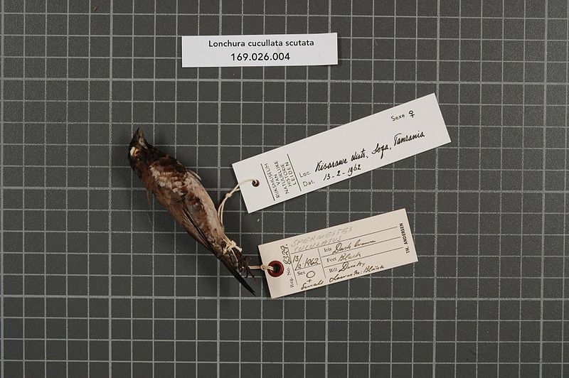 File:Naturalis Biodiversity Center - RMNH.AVES.37789 2 - Lonchura cucullata scutata (Heuglin, 1863) - Estrildidae - bird skin specimen.jpeg