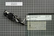 Центр биоразнообразия Naturalis - RMNH.AVES.92563 1 - Batis poensis Alexander, 1903 - Platysteiridae - образец кожи птицы.jpeg