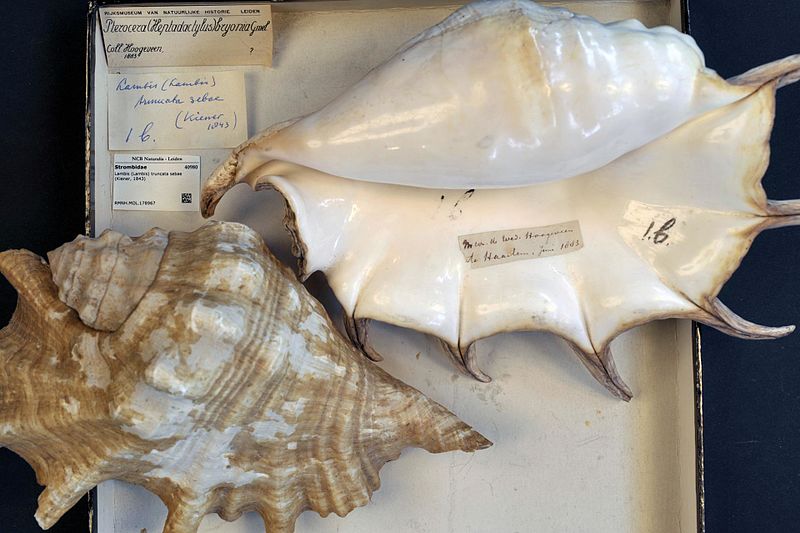 File:Naturalis Biodiversity Center - RMNH.MOL.178967 1 - Lambis truncata sebae (Kiener, 1843) - Strombidae - Mollusc shell.jpeg