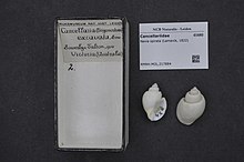 Naturalis биоалуантүрлілік орталығы - RMNH.MOL.217884 - Nevia spirata (Lamarck, 1822) - Cancellariidae - Mollusc shell.jpeg