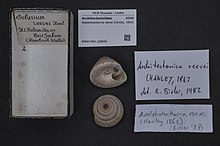 Naturalis Biodiversity Center - RMNH.MOL.228656 - Adelphotectonica reevei (Hanley, 1862) - Architectonicidae - Moluska shell.jpeg