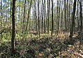 Čeština: Přírodní rezervace Jezero nedaleko Dublovic v okrese Příbram - ČR English: Nature reserve Jezero near Dublovice in Příbram District, Czech Republic