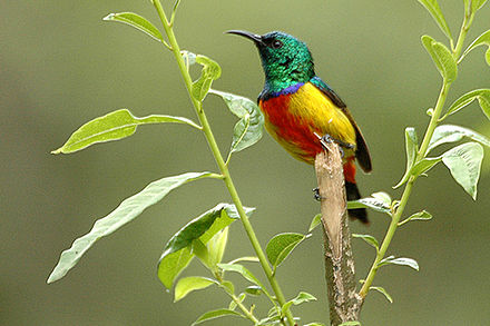 The Regal Sunbird (Nectarinia regia), frequently seen in the middle section of the road from Busanza to Kisoro.