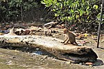 Thumbnail for File:Negombo Lagoon Wildlife.jpg