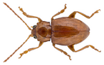 Thumbnail for Neocrepidodera brevicollis